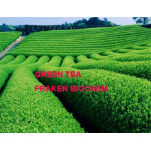 High Quality 40-98% Polyphenols 30-98% EGCG Green Tea Extract